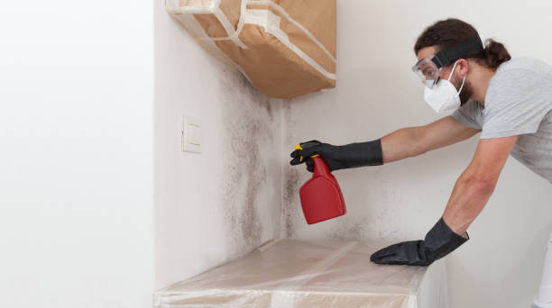 Basement Mold Remediation treatment on basement walls in Smyrna