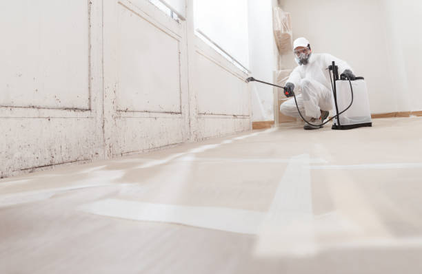 Black mold remediation team in Smyrna