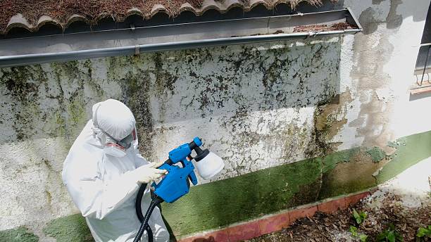 Mold Removal service in Smyrna